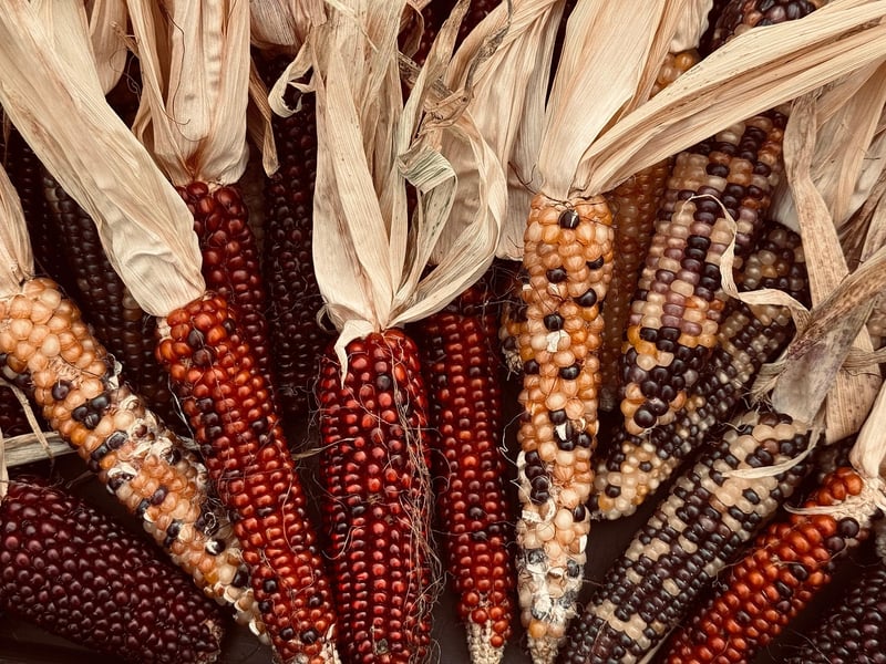 Fall harvest recipes